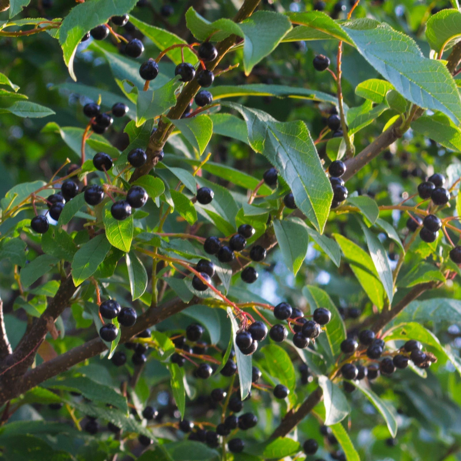 European Black Cherry | Premium Seeds | Prunus padus 'Fruit' | Plants'® - Plants'