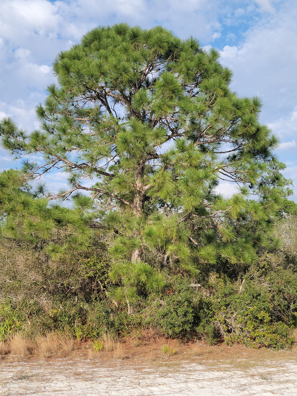 Slash Pine Tree | Premium Seeds | Pinus elliottii | Plants'® - Plants'