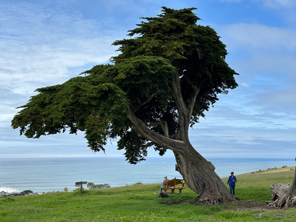 California Cypress Tree | Premium Seeds | Cupressus macrocarpa | Plants'® - Plants'