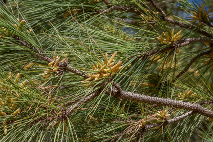 Loblolly Pine Tree | Premium Seeds | Pinus taeda | Plants'® - Plants'