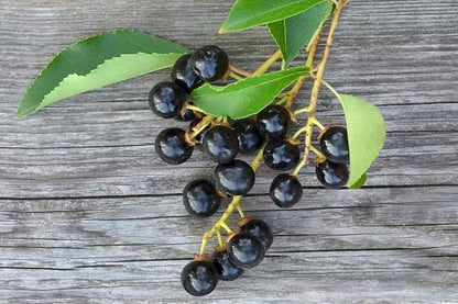 Wild Black Cherry | Premium Seeds | Prunus serotina 'Fruit' | Plants'® - Plants'