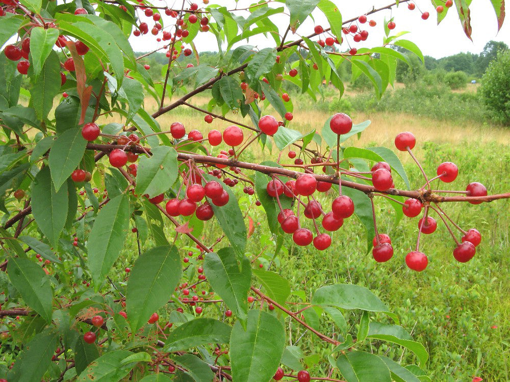 Pin Cherry | Premium Seeds | Prunus pensylvanica 'Fruit' | Plants'® - Plants'