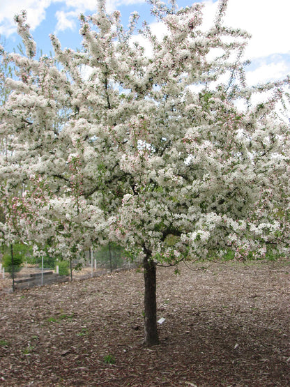 Sargent's Crabapple | Premium Seeds | Malus sargentii 'Fruit' | Plants'® - Plants'