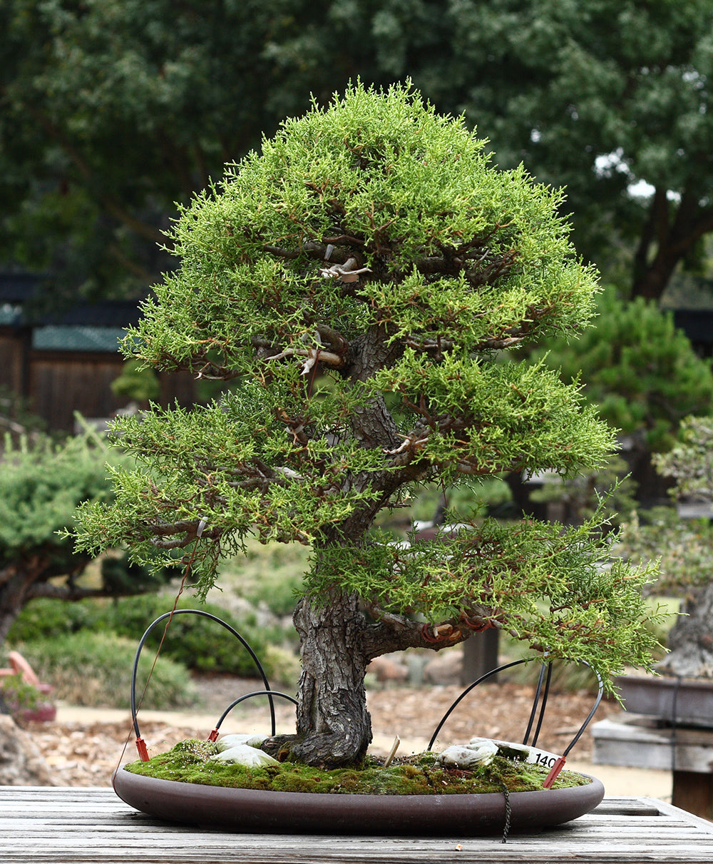 California Cypress Tree | Premium Seeds | Cupressus macrocarpa | Plants'® - Plants'