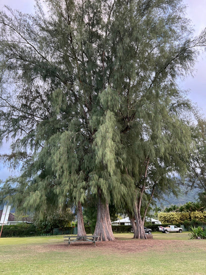 Australian Beach Pine Tree | Premium Seeds | Casuarina equisetifolia | Plants'® - Plants'