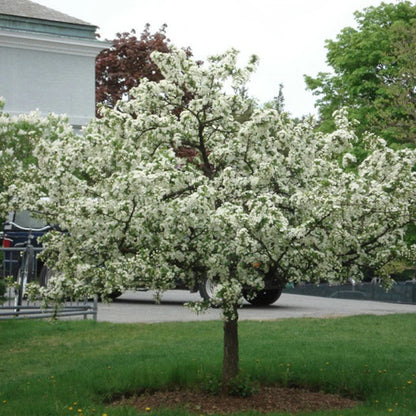 Sargent's Crabapple | Premium Seeds | Malus sargentii 'Fruit' | Plants'® - Plants'