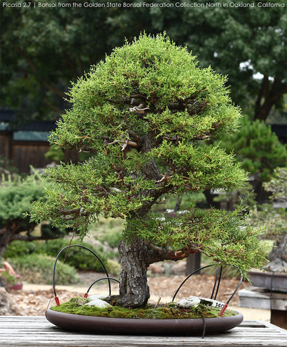 Monterey Cypress | Premium Seeds | Cupressus macrocarpa | Plants'® - Plants'