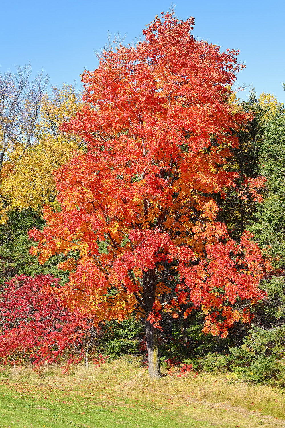 Southern Sugar Maple Tree | Premium Seeds | Acer saccharum 'Summer' | Plants'® - Plants'