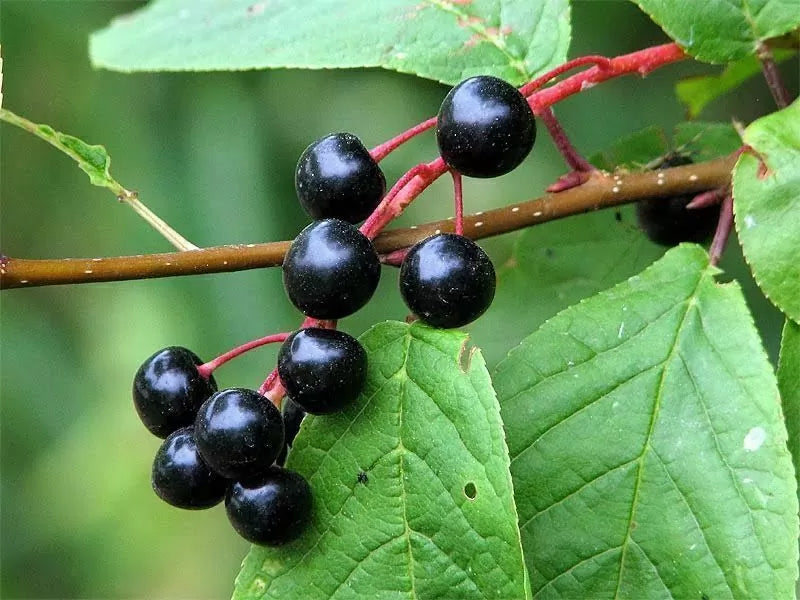 European Black Cherry | Premium Seeds | Prunus padus 'Fruit' | Plants'® - Plants'