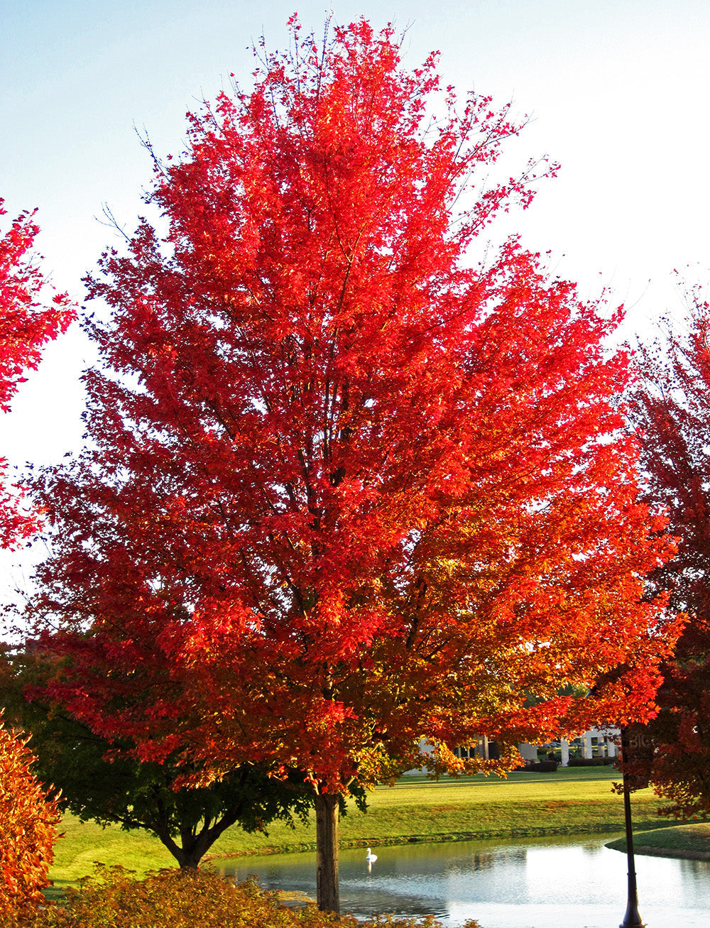 Northern Red Maple Tree | Premium Seeds | Acer rubrum 'Summer' | Plants'® - Plants'