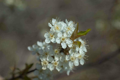 Pin Cherry | Premium Seeds | Prunus pensylvanica 'Fruit' | Plants'® - Plants'