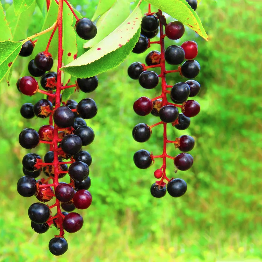 Wild Black Cherry | Premium Seeds | Prunus serotina 'Fruit' | Plants'® - Plants'