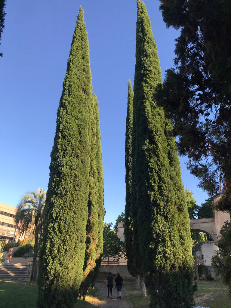 Upright Italian Cypress Tree | Premium Seeds | Cupressus sempervirens 'Stricta' | Plants'® - Plants'