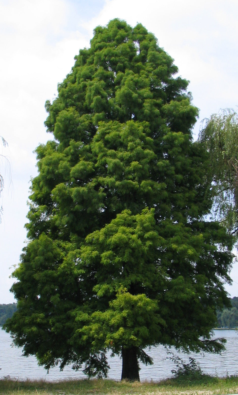 Southern Bald Cypress Tree | Premium Seeds | Taxodium distichum 'Summer' | Plants'® - Plants'