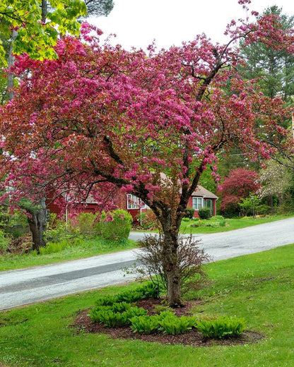 French Wild Apple | Premium Seeds | Malus sylvestris 'Fruit' | Plants'® - Plants'