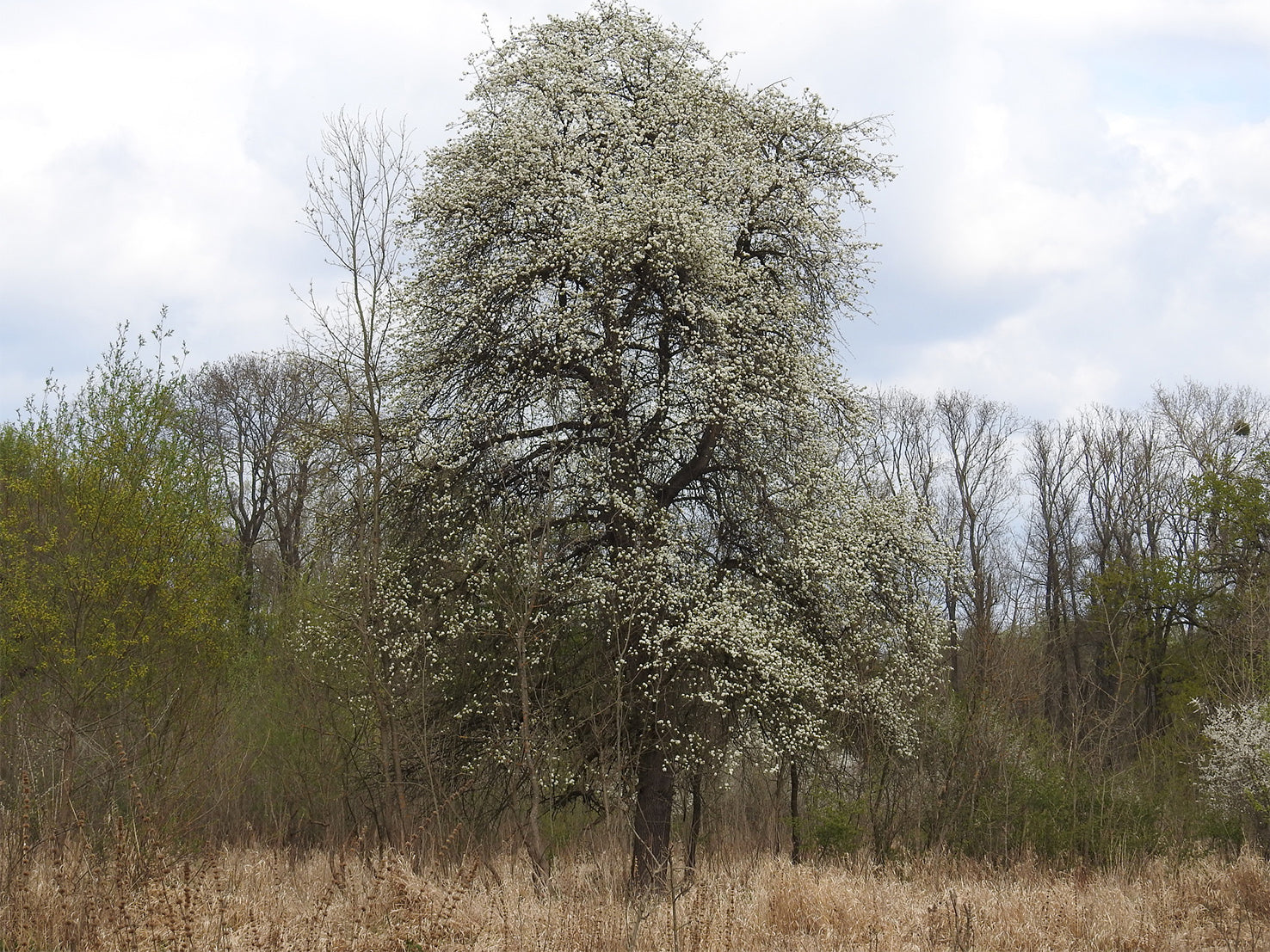 European Pear | Premium Seeds | Pyrus communis 'Fruit' | Plants'® - Plants'