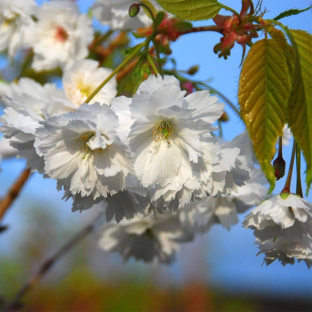 Japanese Sakuranbo Cherry WB | Premium Seeds | Prunus serrulata 'Spontanea' 'Fruit' | Plants'® - Plants'