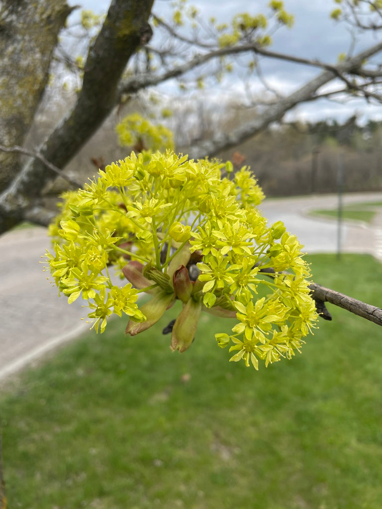 Norway Maple Tree | Premium Seeds | Acer platanoides 'Summer' | Plants'® - Plants'