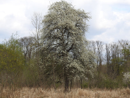 The Pear | Premium Seeds | Pyrus communis 'Fruit' | Plants'® - Plants'