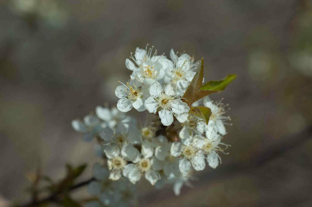 Fire Cherry | Premium Seeds | Prunus pensylvanica 'Fruit' | Plants'® - Plants'