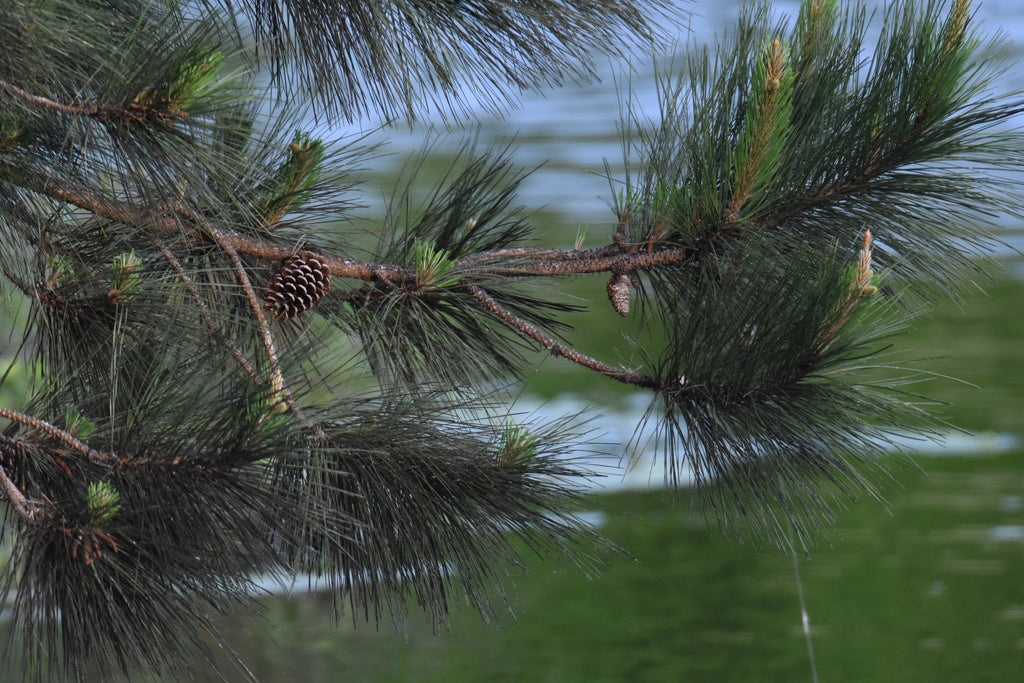 Slash Pine Tree | Premium Seeds | Pinus elliottii | Plants'® - Plants'