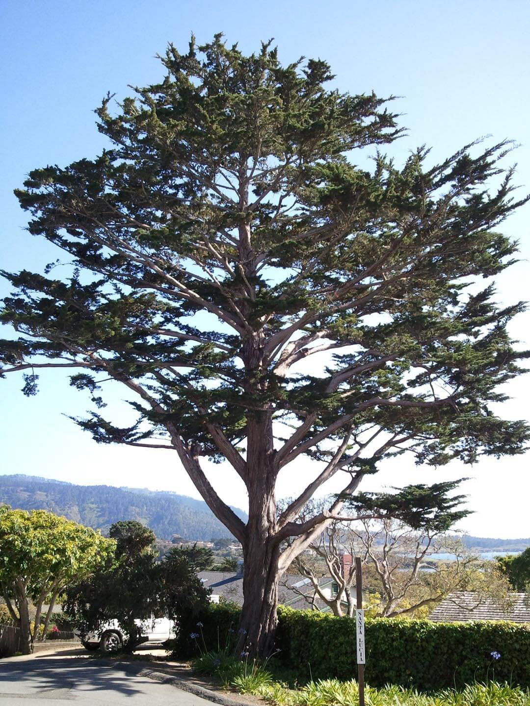 California Cypress Tree | Premium Seeds | Cupressus macrocarpa | Plants'® - Plants'