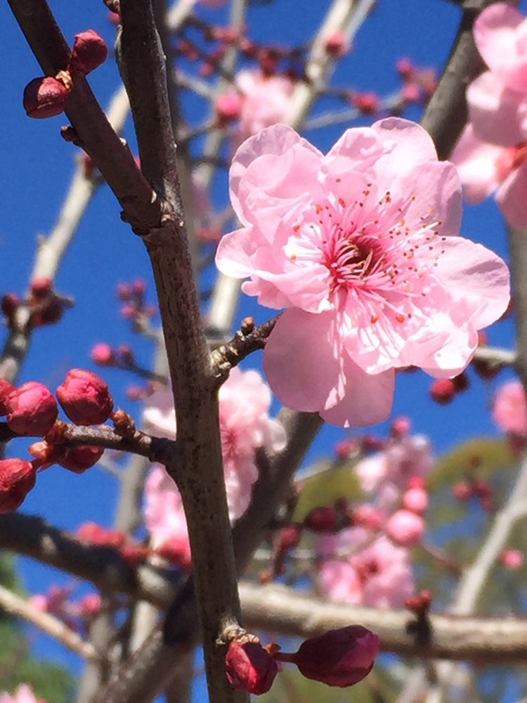 Japanese Sakuranbo Cherry PB | Premium Seeds | Prunus serrulata 'Fruit' | Plants'® - Plants'