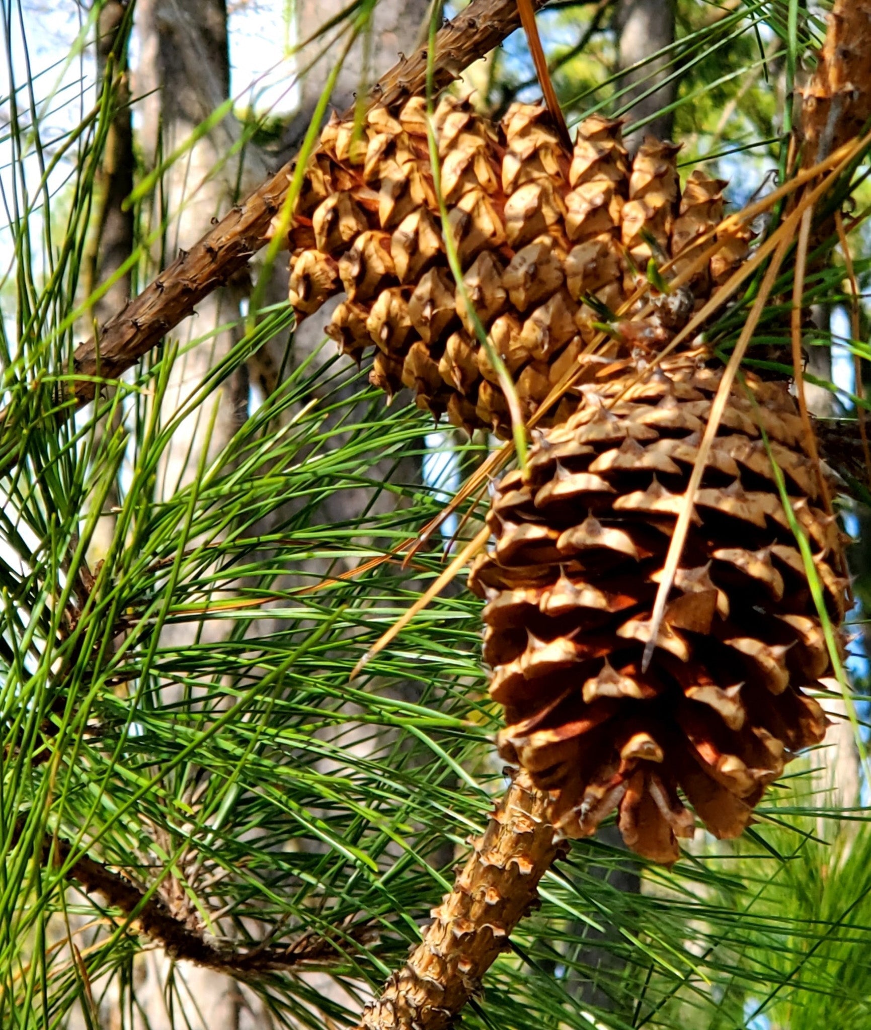 Loblolly Pine Tree | Premium Seeds | Pinus taeda | Plants'® - Plants'