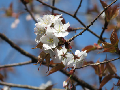 Japanese Sakuranbo Cherry WB | Premium Seeds | Prunus serrulata 'Spontanea' 'Fruit' | Plants'® - Plants'