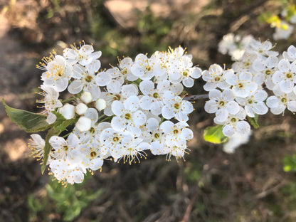 Fire Cherry | Premium Seeds | Prunus pensylvanica 'Fruit' | Plants'® - Plants'