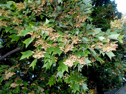 Trident Maple Tree | Premium Seeds | Acer buergerianum 'Summer' | Plants'® - Plants'