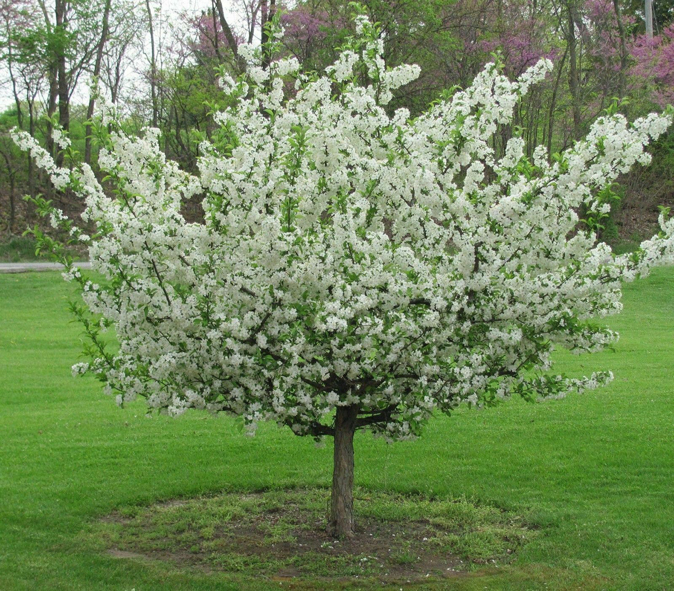 Sargent's Crabapple | Premium Seeds | Malus sargentii 'Fruit' | Plants'® - Plants'