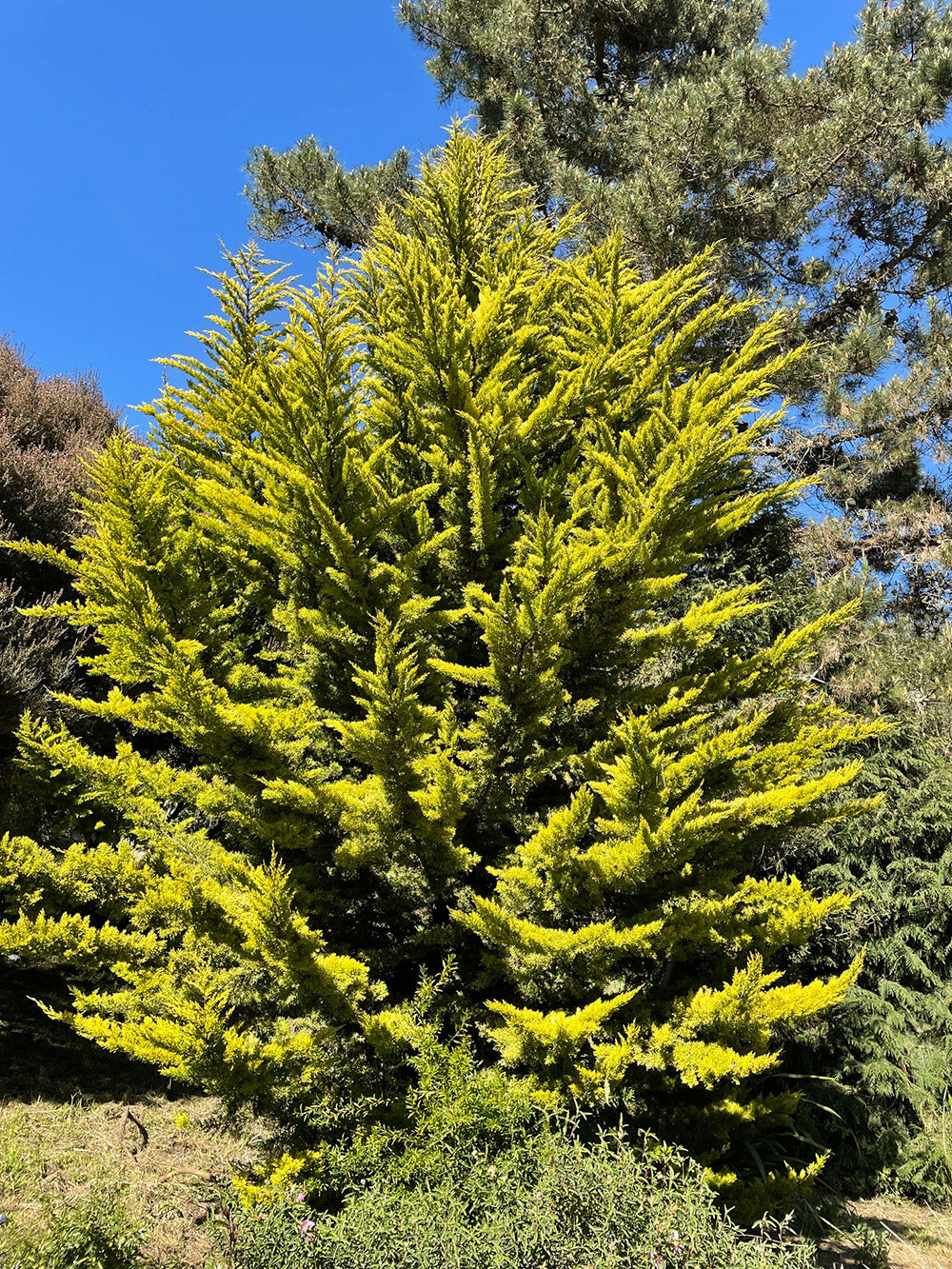 Monterey Cypress | Premium Seeds | Cupressus macrocarpa | Plants'® - Plants'