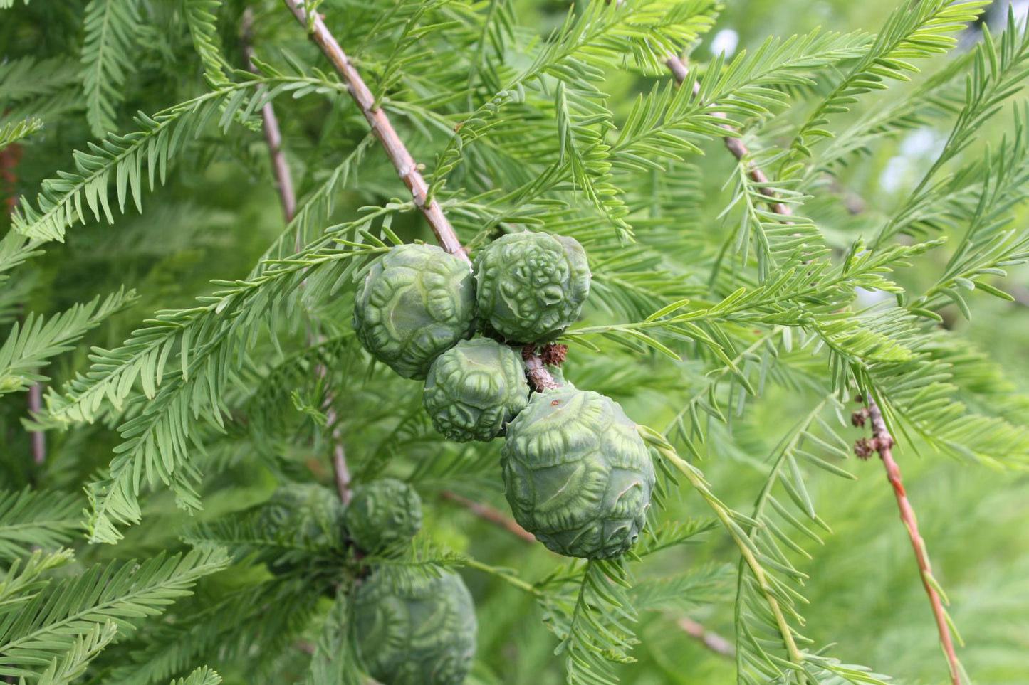 Northern Bald Cypress Tree | Premium Seeds | Taxodium distichum 'Summer' | Plants'® - Plants'