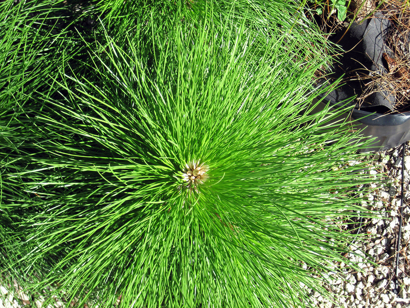 Slash Pine Tree | Premium Seeds | Pinus elliottii | Plants'® - Plants'