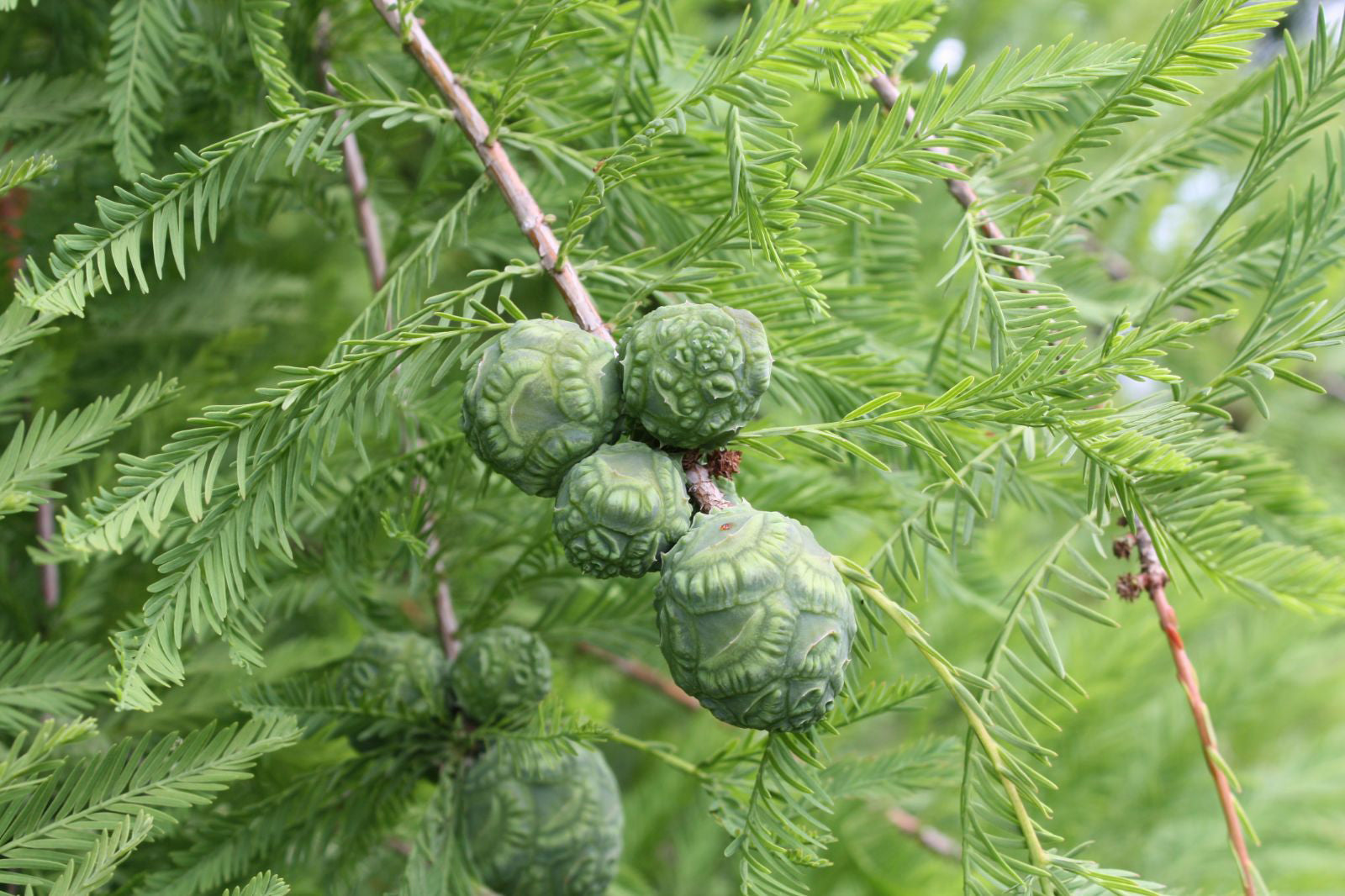 Southern Bald Cypress Tree | Premium Seeds | Taxodium distichum 'Summer' | Plants'® - Plants'