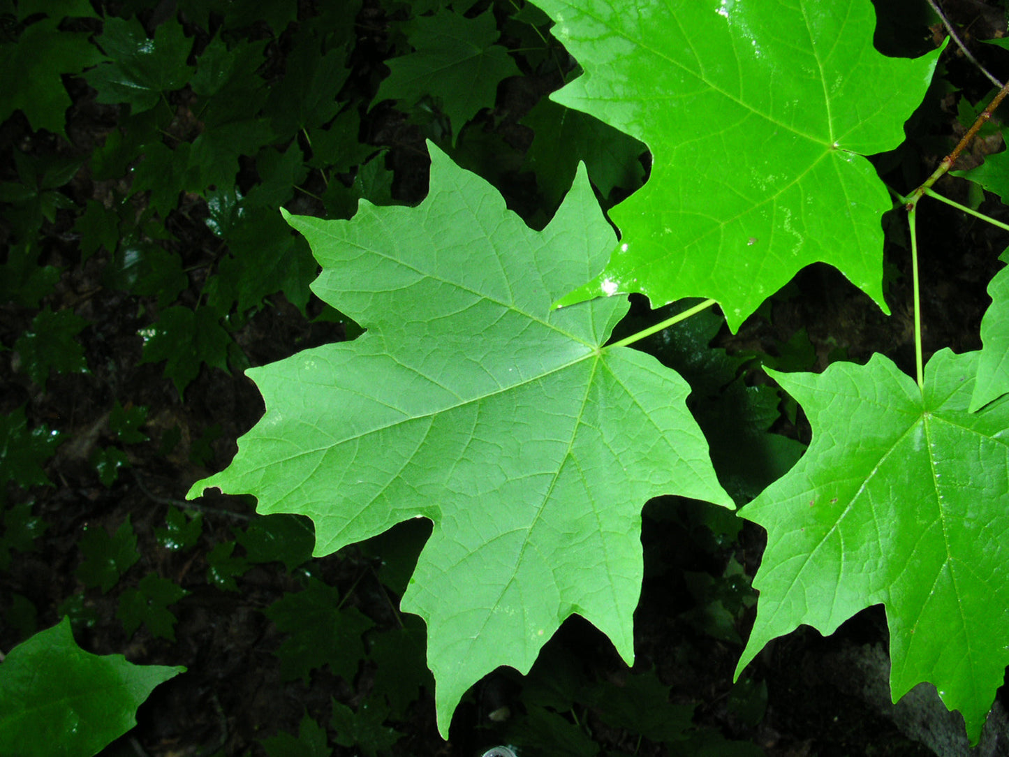 Southern Sugar Maple Tree | Premium Seeds | Acer saccharum 'Summer' | Plants'® - Plants'