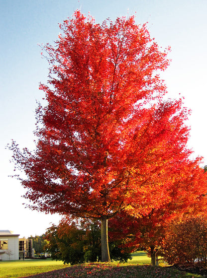 Southern Red Maple Tree | Premium Seeds | Acer rubrum 'Summer' | Plants'® - Plants'