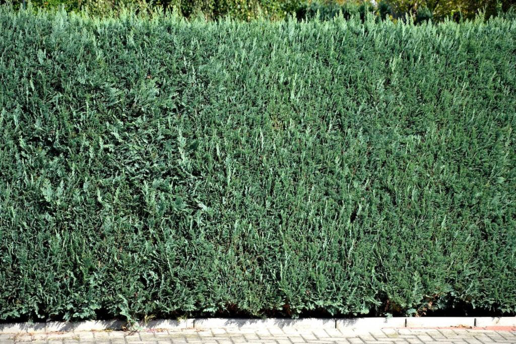 Lawson's Cypress Hedge | Premium Seeds | Chamaecyparis lawsoniana | Plants'® - Plants'
