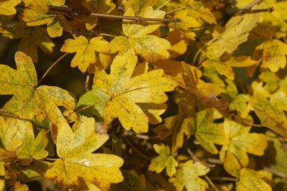 Field Maple Tree | Premium Seeds | Acer campestre 'Fall' | Plants'® - Plants'