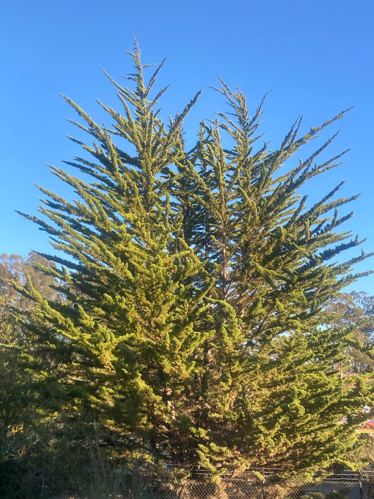 California Cypress Tree | Premium Seeds | Cupressus macrocarpa | Plants'® - Plants'