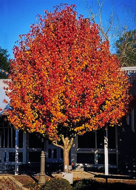 The Pear | Premium Seeds | Pyrus communis 'Fruit' | Plants'® - Plants'