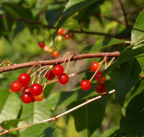 Fire Cherry | Premium Seeds | Prunus pensylvanica 'Fruit' | Plants'® - Plants'