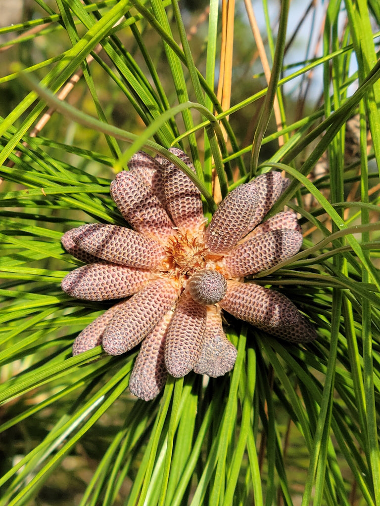 Slash Pine Tree | Premium Seeds | Pinus elliottii | Plants'® - Plants'