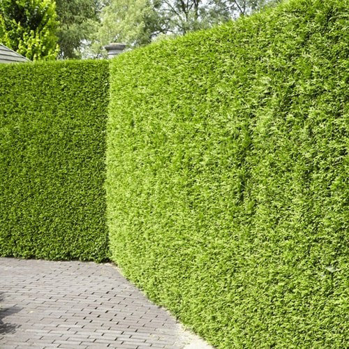 Lawson's Cypress Hedge | Premium Seeds | Chamaecyparis lawsoniana | Plants'® - Plants'