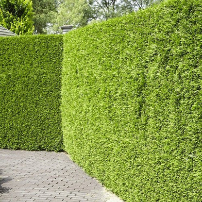 Lawson's Cypress Hedge | Premium Seeds | Chamaecyparis lawsoniana | Plants'® - Plants'
