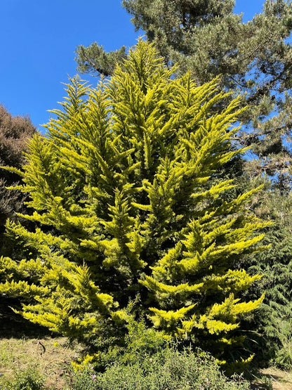 California Cypress Tree | Premium Seeds | Cupressus macrocarpa | Plants'® - Plants'