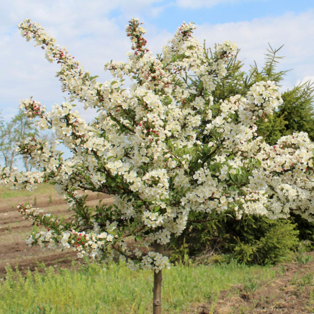 Sargent's Crabapple | Premium Seeds | Malus sargentii 'Fruit' | Plants'® - Plants'