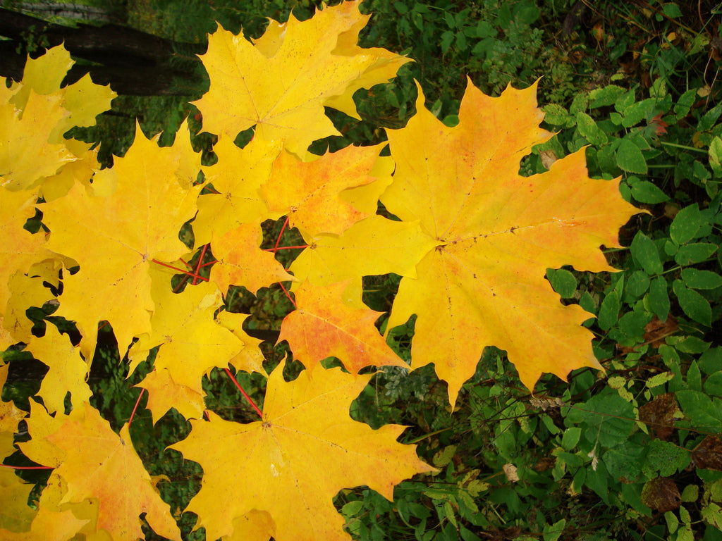 Norway Maple Tree | Premium Seeds | Acer platanoides 'Summer' | Plants'® - Plants'