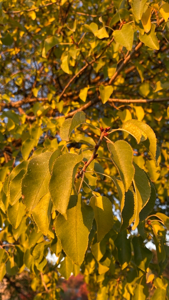 Arabian Cherry Tree | Premium Seeds | Prunus mahaleb 'Fall' | Plants' - Plants'